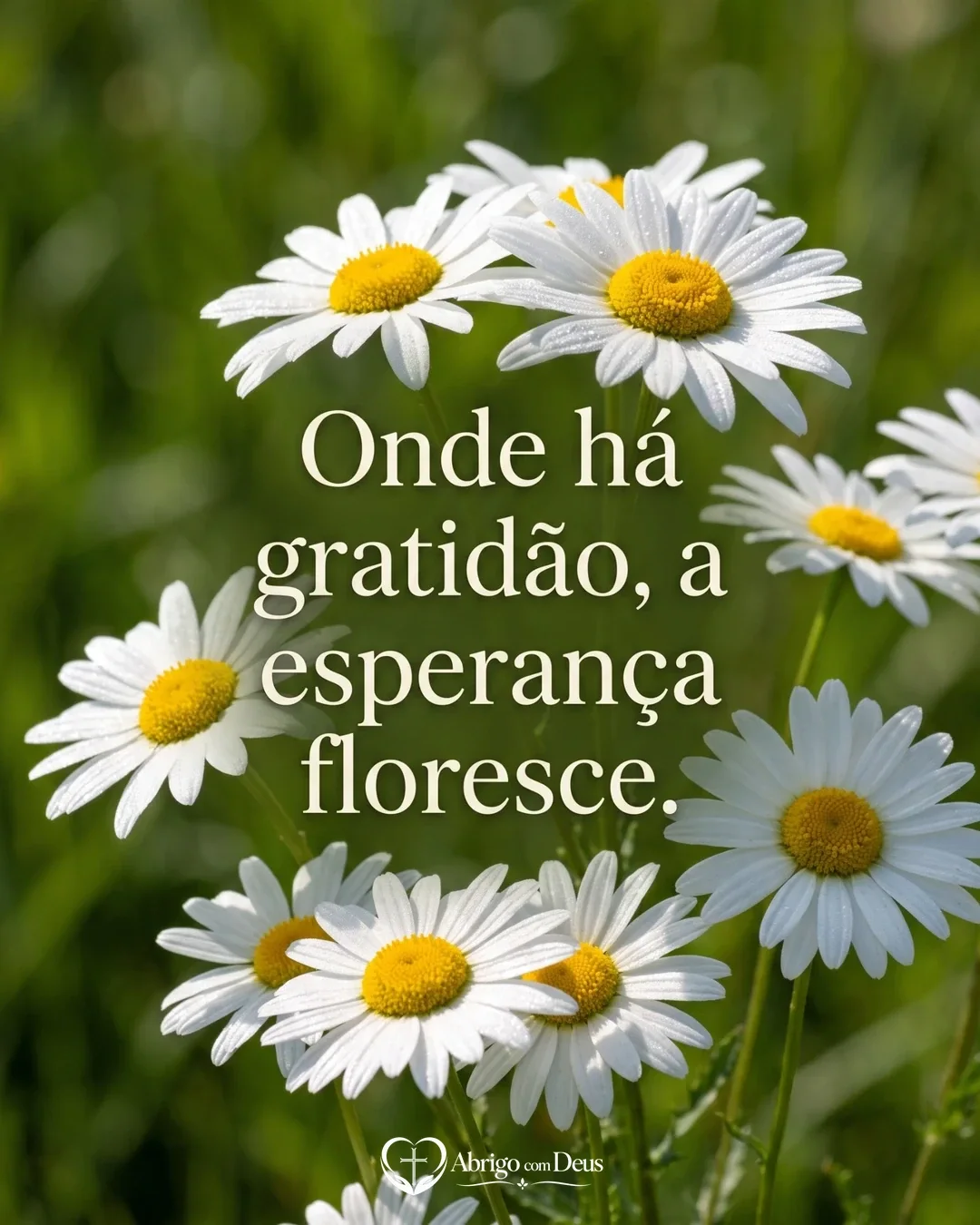 Cartão de gratidão com margaridas brancas sobre fundo verde e a frase “Onde há gratidão, a esperança floresce.”